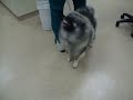 Smiling dog - Olathe Animal Hospital