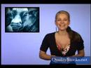 Quality Stocks Daily Video 5/30/2008