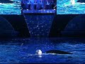 Shamu Christmas Miracles part two Shamu Christmas Miracles part two