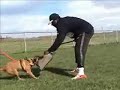 Malinois Puppy Work