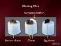 videos de hhmi's stem cells - coaxing embryonic stem cells 2 of 6