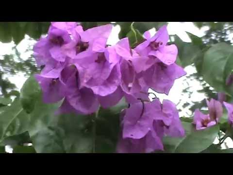 how to transplant bougainvillea from pot to ground