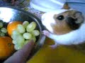 Poor little Pig Funia!