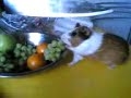 Poor little Pig Funia!
