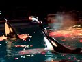 Shamu\