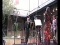 arundo opening