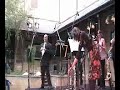 arundo opening