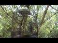 Murai Batu (Shama) Vs Wild Shama ( Video 05)