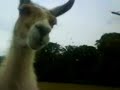 Lama AMOK ! - Knuthenborg