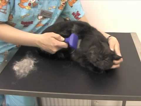 how to use the furminator