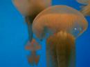 Jellyfish Closeup