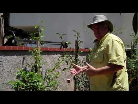 how to harvest asian pears