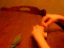 pippi the love bird