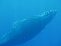 Humback Whale in Tonga Humback Whale in Tonga