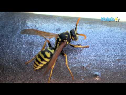 how to get rid of wasps nz