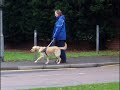 Re: Guide dog puppy Oz