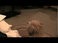JG Wentworth Commercial Drives my Dog NUTS!!!!