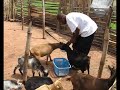 Feeding the goats