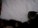 MES TROIS CHATONS