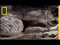 Red-Tailed Hawk vs. Rattler