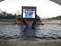 Wal-Show im Loro Parque, Teneriffa