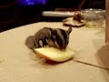my sugar glider eating an apple