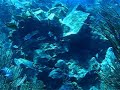 Florida Keys are loaded with colorful tropical fish Florida Keys are loaded with colorful tropical fish