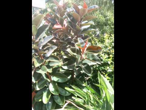 how to care for esperanza plant