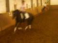 Mein Dressurpony