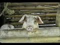 biodigestor construccion methane biogas digester  part 1 
