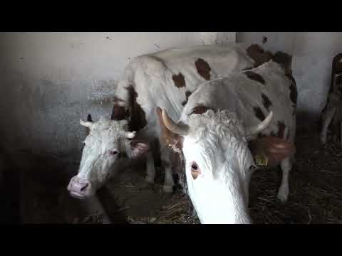 УПРАВА ЗА АГРАРНА ПЛАЋАЊА МИНИСТАРСТВА ПОЉОПРИВРЕДЕ РАСПИСАЛА ЈАВНИ ПОЗИВ ЗА СУБВЕНЦИЈЕ ЗА KРАВЕ ЗА УЗГОЈ ТЕЛАДИ