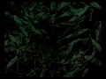 Madvillian Shadowns of Tomorrow feat Stan Brakhage - Project