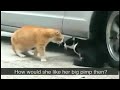 Angry cat betrayed by her lover (AUTOTUNED)