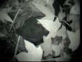 videos de BlackbirdDuffEggRemoval