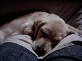 Lablador retriever puppy \"talking in her sleep\"???????????