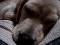 videos de Lablador retriever puppy 