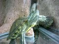 Pet Store Pet Store