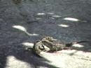 comedy-money-thats-what-i-want-flying-lizards-sharon-cottle.html