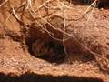 videos de B. smithi new tank