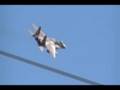 F-15 aggressor launch during Red Flag 08-3