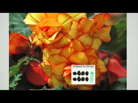 how to fertilize begonias