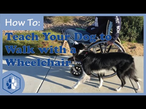 video-linktoworks-Teach Your Dog to Walk with a Wheelchair / Service Dog...