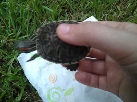 how to care for a baby red ear slider turtle