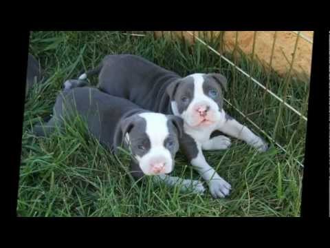 pitbull