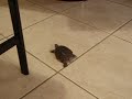 Dimey Running around kitchen (teasing Kachina)