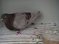 Gorguero 3