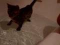 Bengal-Shaitan-in-the-bathtub