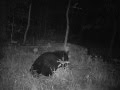 Big male black bear resting then getting up to forage