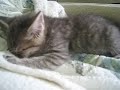 甘えん坊おにいちゃん