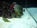 Tang thinks he's a Puffer